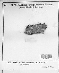 Corticium ceraceum image